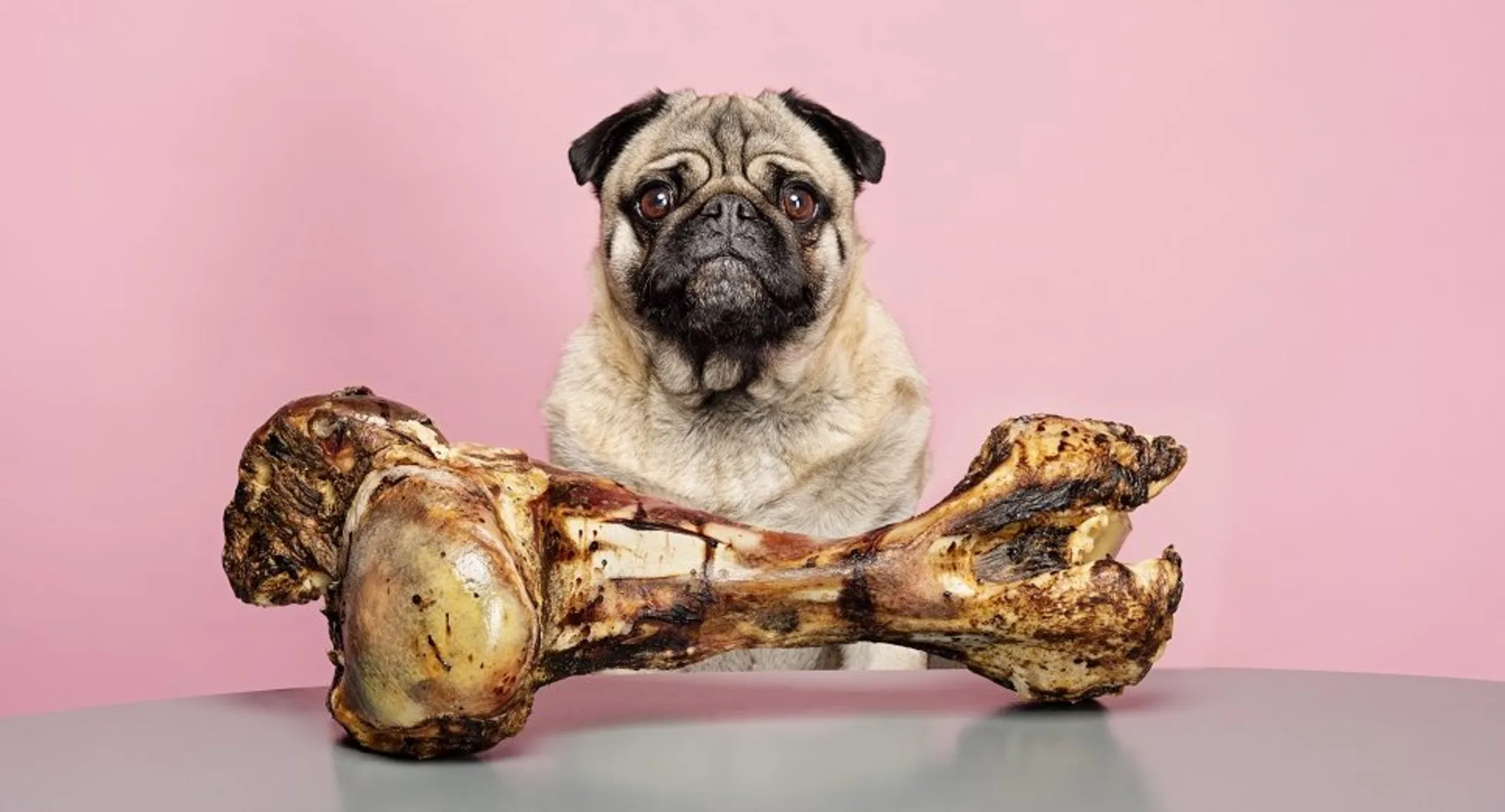 A pug with a giant bone